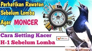 Download lagu Cara seting perawatan kacer sebelum lomba h-1 mp3 Download lagu Cara seting perawatan kacer sebelum lomba h-1 mp3