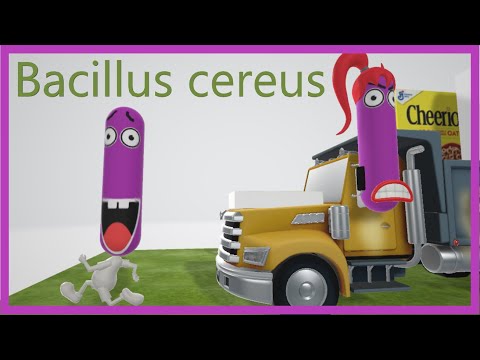 Bacillus cereus (Mnemonic)