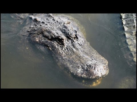 Aligátor mississippský (Alligator mississippiensis) — veľké jedince v prírode
