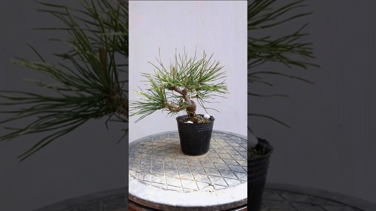 【新芽が伸びてきたよ🌱】/ #Shorts / #盆栽