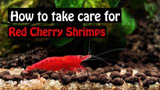 HOW TO CARE FOR RED CHERRY SHRIMPS , Not Rocket Sceience (Beginners guide)