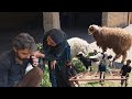 Grandma S Joy The End Of Lost Sheep