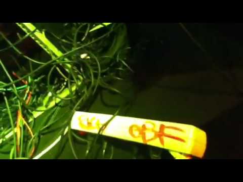 Dubquake Martin Campbell - Ranking Joe - OBF