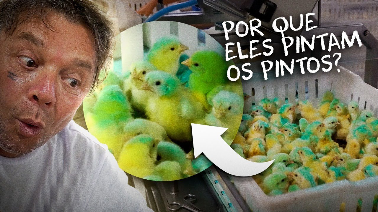 UMA FÁBRICA DE PINTINHOS, SÃO MILHÕES POR DIA! | RICHARD RASMUSSEN