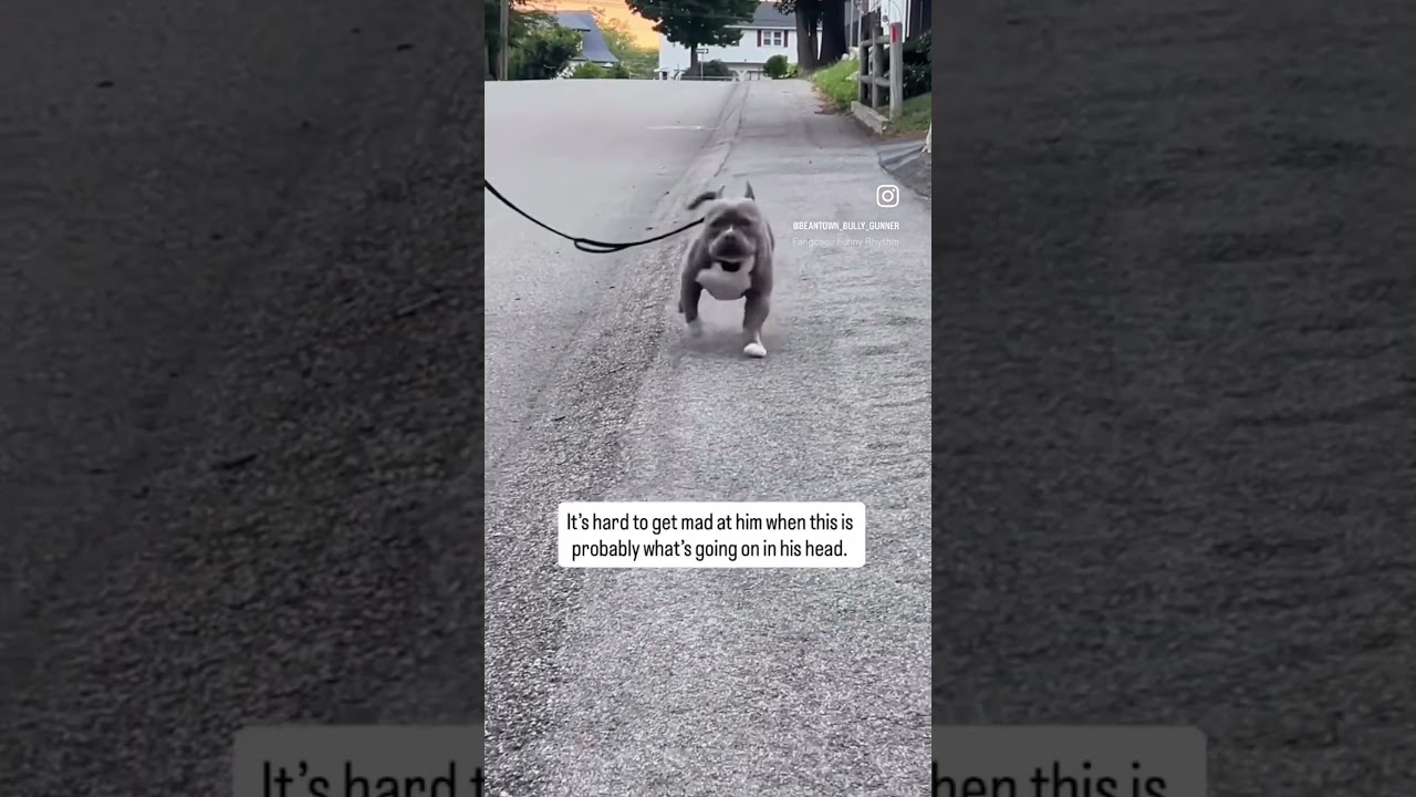 🐶 👶🏾 🤣