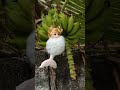 Mermaid Doll On Bannana Tree Shorts