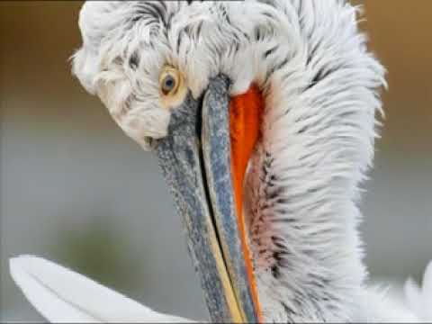 Abszolút  Máté Bence