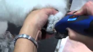 Dog Grooming - Trimming Poodle Paws