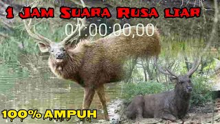 Download lagu 1 JAM Suara rusa liar || Pikat rusa paling ampuh 2022 mp3 Download lagu 1 JAM Suara rusa liar || Pikat rusa paling ampuh 2022 mp3