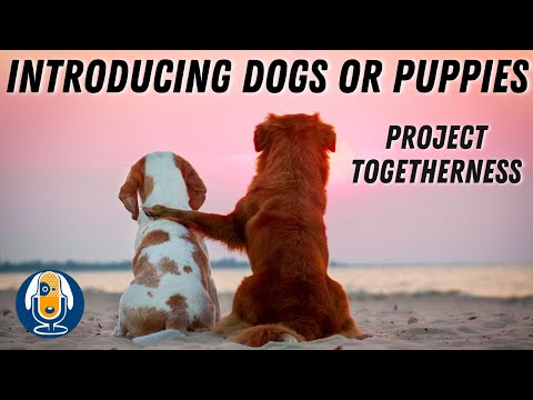 Preventing Dog Aggression: Introducing Dogs or Puppies with Project Togetherness #72