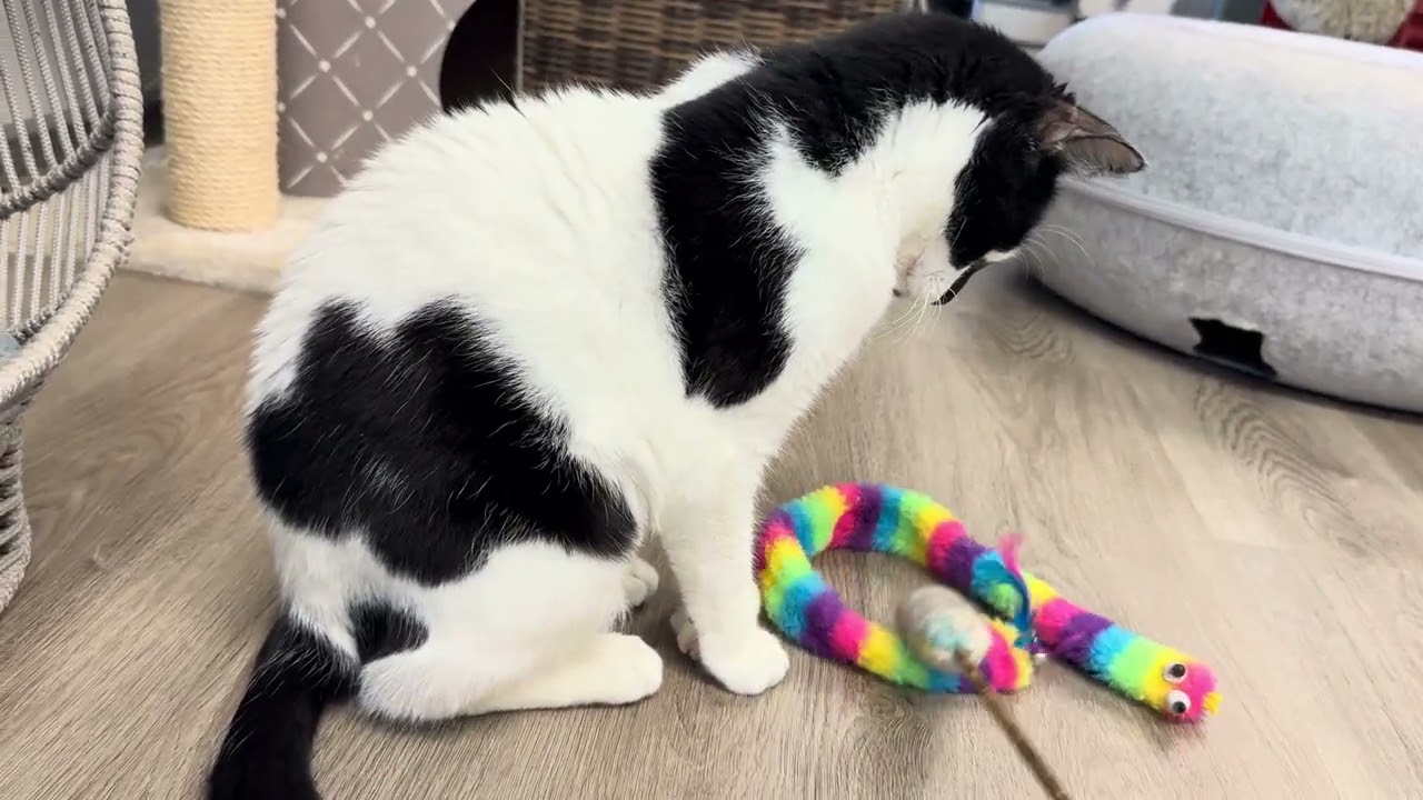 Tink, a Adoptable Domestic Short Hair in Pleasant Hill, CA video 6/6