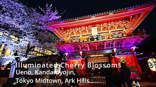 I went around the famous spots of cherry blossoms at night in Tokyo as much as I could overnight