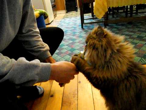Luna Lucija - Persian kitten eating