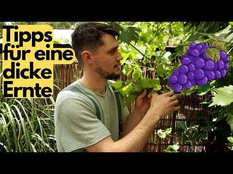 Summer pruning of the vine and protecting it from pests