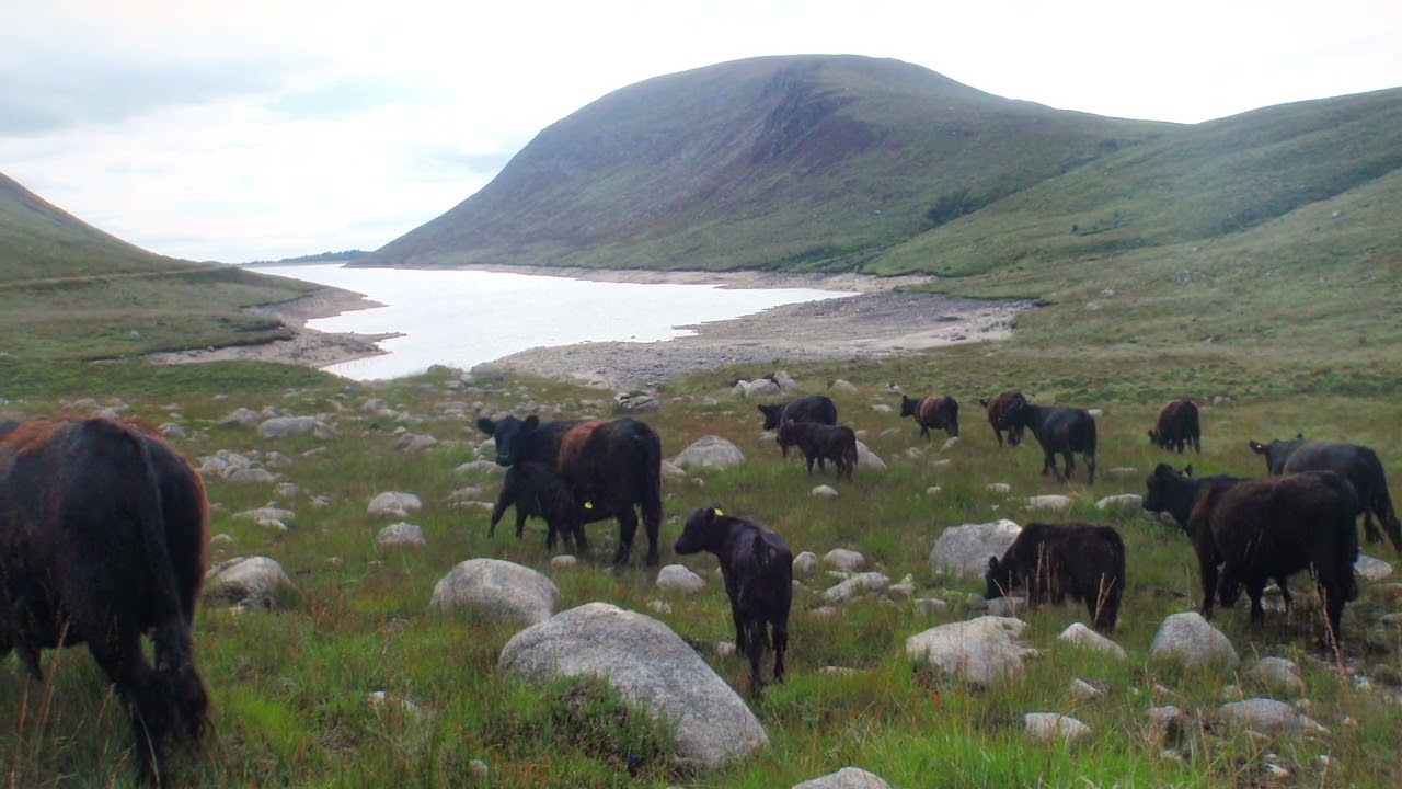 Grazing management for Wildfire mitigation