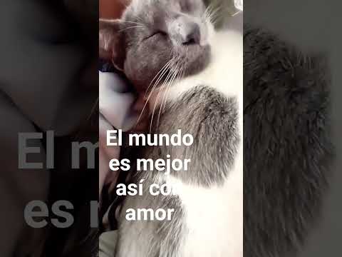 #gatoshermosos