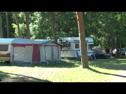 pole namiotowe pod lasem