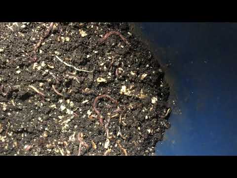 Checking out a few red wiggler bins.