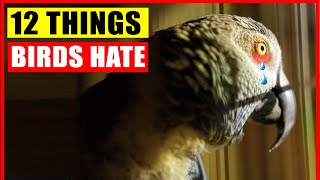12 Things Birds Hate and Owners Must Avoid