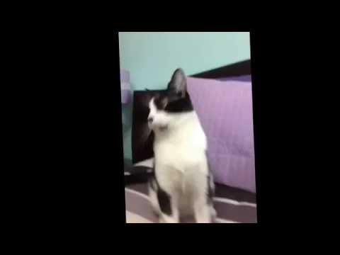 Gatito que algún día se ara famoso