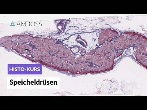 Histologie Speicheldrüsen (Parotis, Glandula submandibularis & Glandula sublingualis) - AMBOSS Video
