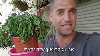 איך מטפלים בצמחים שהתייבשו לפני שתילה?