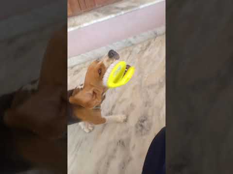 Beagle dog/ pet lover