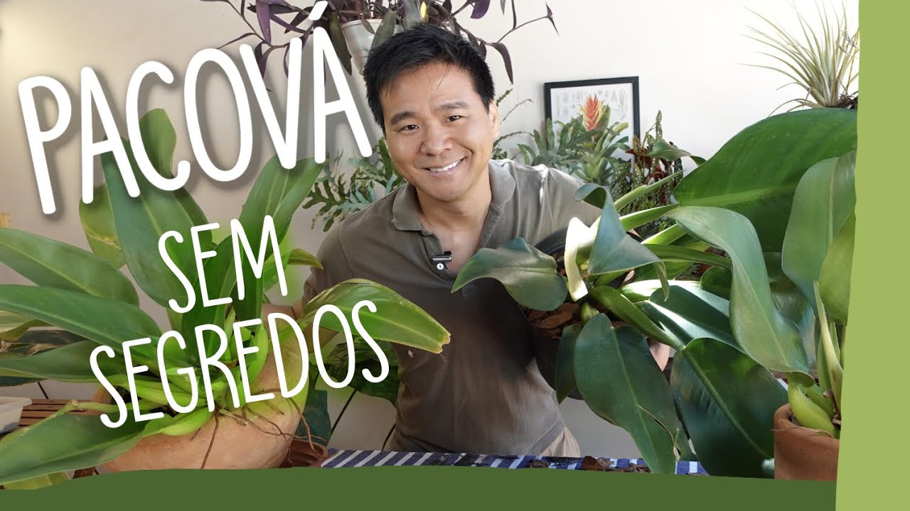 Aprenda a cuidar do PACOVÁ