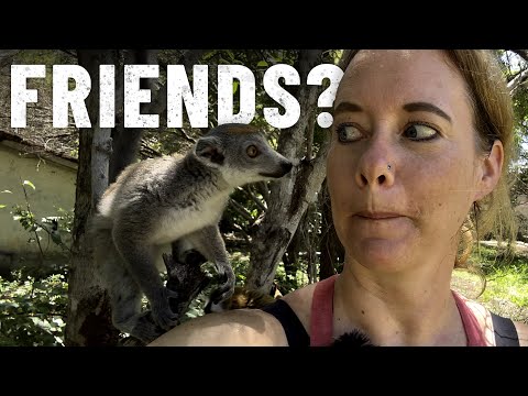 Exploring Lemurs and the Market in Madagascar | A Unique Wildlife Encounter