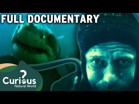 Ocean Predators VS Humans | Wildlife Documentary | Human Prey | Curious?: Natural World