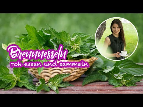 Brennnesseln roh essen und sammeln (auch ohne Handschuhe) 🌿 Tipps zu Wildkräutern