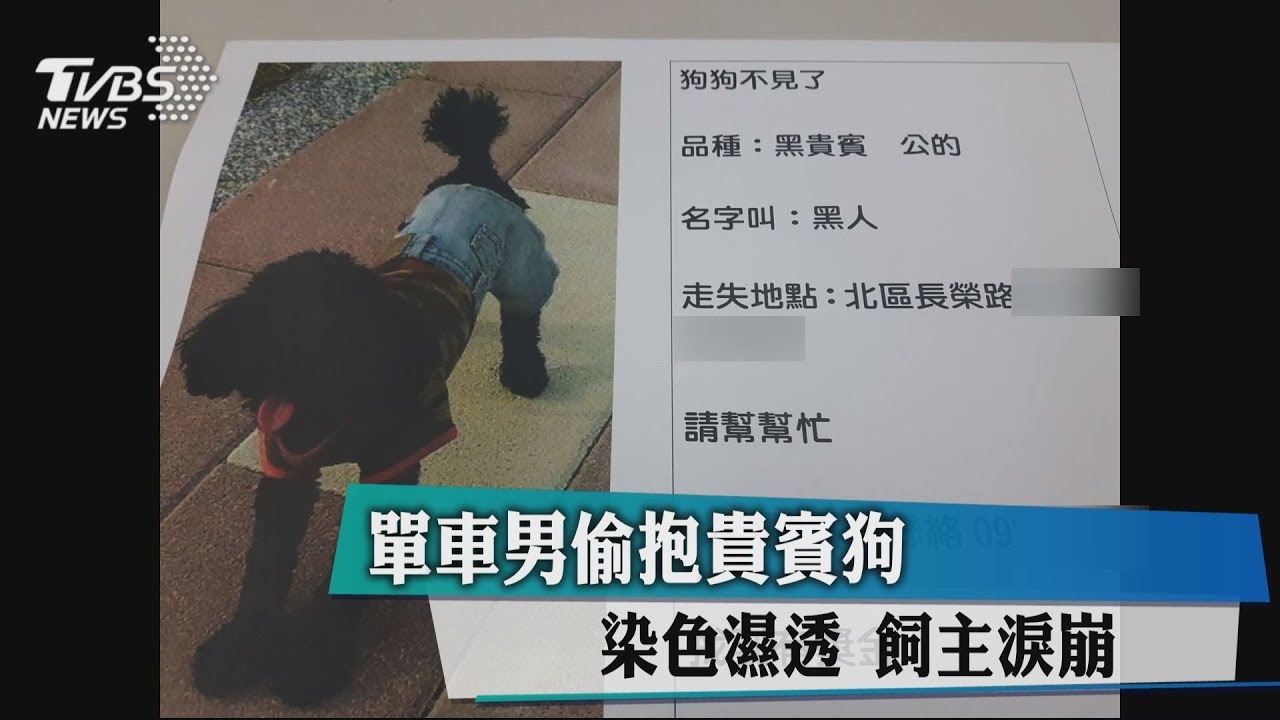 單車男偷抱貴賓狗！染色濕透　飼主淚崩
