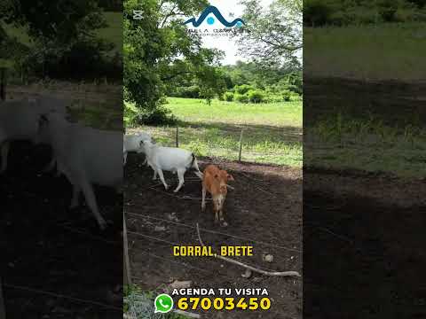 🔴 En venta a 140km de Santa Cruz Propiedad Agricola Ganadera 2025