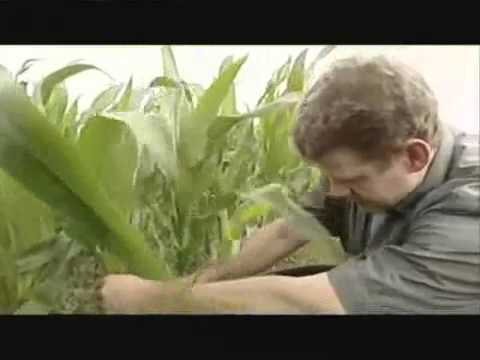 Monsanto in deutschen Behörden