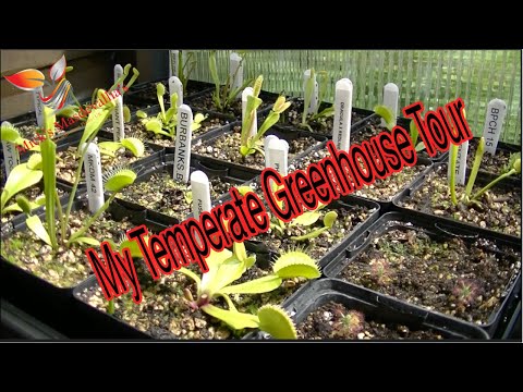 Carnivorous plant Greenhouse Tour (40) Carnivorous Plants.