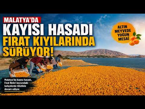 Malatya’da Kayısı Hasadı Fırat Kıyılarında Sürüyor