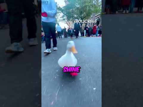 This duck got famous after running the Marathon ❤️ (@seducktive via TT)