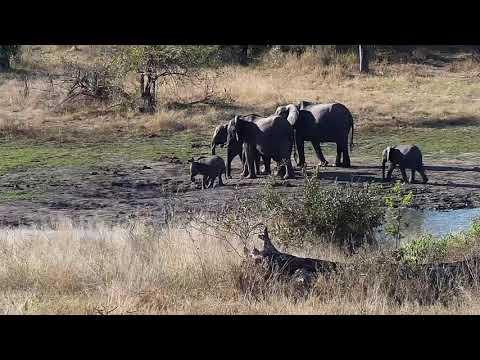 Djuma: Elephants getting a drink and wallow in the mud - 15:40 - 08/02/20