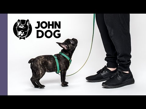 Skupienie uwagi, czyli jak nauczyć psa, żeby patrzył na właściciela - TRENING PSA - John Dog