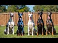 Types Of Doberman Which Type Is Right For You Doberman Dogs
