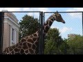 Московский зоопарк. Жираф 