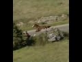 Tour De France INCREDIBLE SITUATION The Horse Jumps Over The Fence And Runs Next To The Cyclists