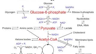 Overview of energy metabolism