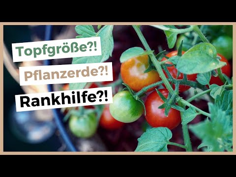 Die 11 wichtigsten Tipps für ertragreiche Balkon-Tomaten 🌱🍅 Tomaten im Topf pflanzen!
