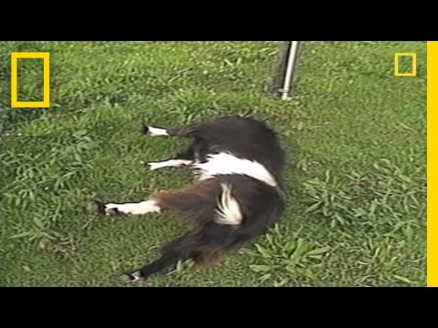 Fainting Goats | National Geographic