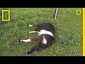 Fainting Goats | National Geographic