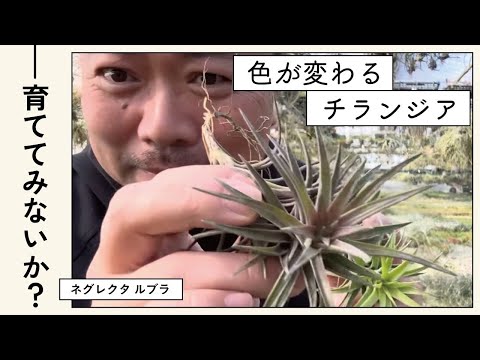 ゴールデンニレ 植物