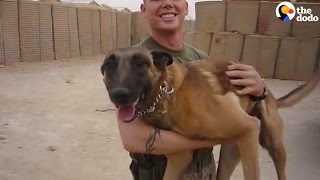 Military dog gets new shoes