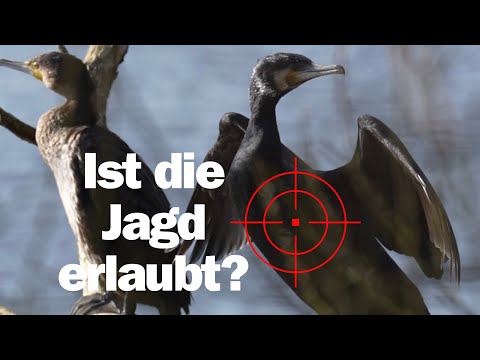 JAGD AUF KORMORAN 🤷🏻‍♂️