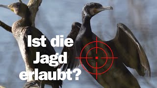 JAGD AUF KORMORAN 🤷🏻‍♂️